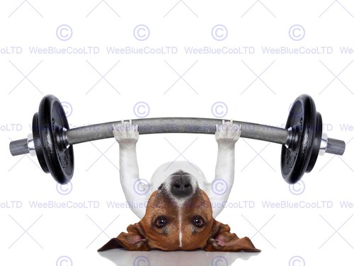 Jack russell dog - jack, personal